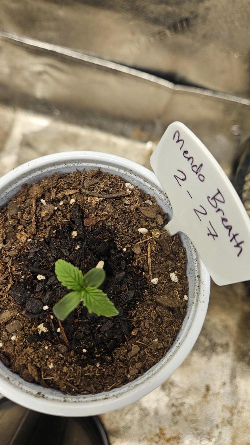 Air Cube Auto Run. Week 1