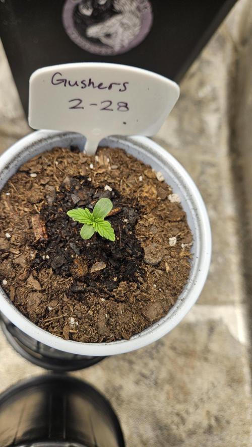 Air Cube Auto Run. Week 1