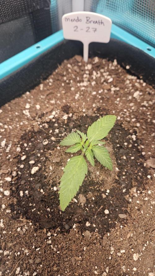 Air Cube Auto Run. Week 2
