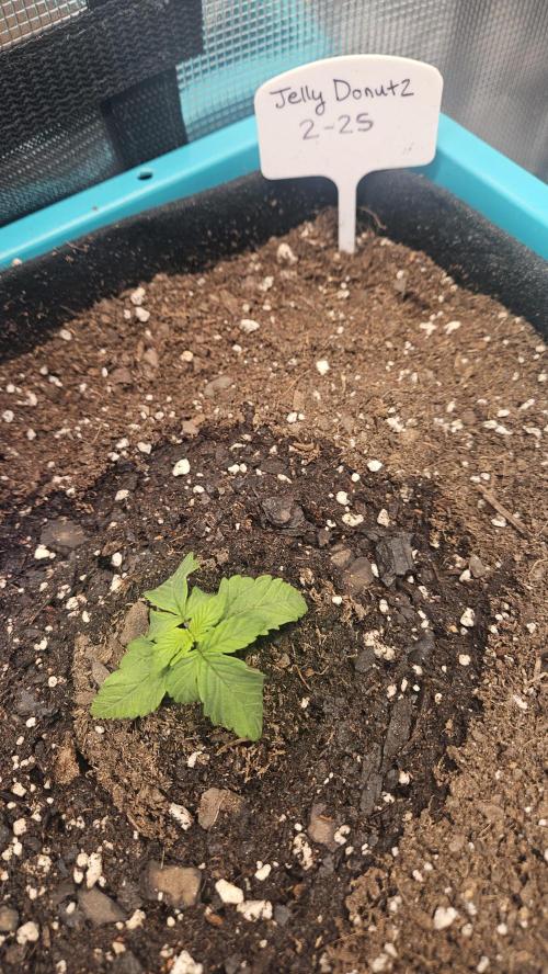 Air Cube Auto Run. Week 2