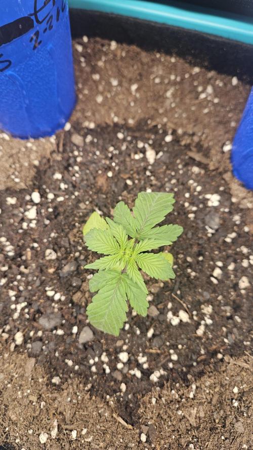 Air Cube Auto Run. Week 2