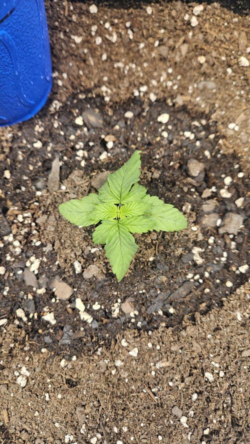 Air Cube Auto Run. Week 2