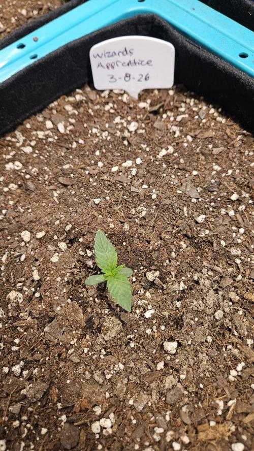 Air Cube Auto Run. Week 3