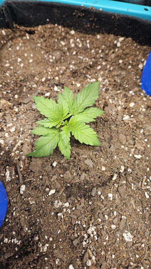 Air Cube Auto Run. Week 3