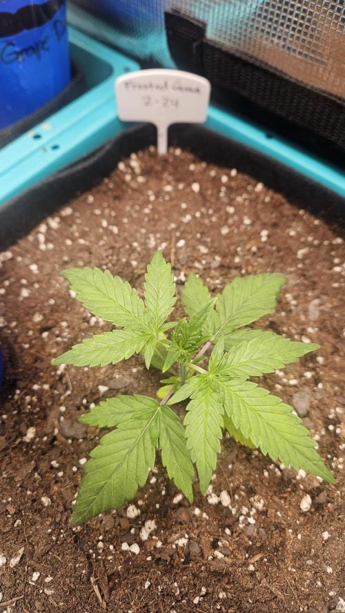 Air Cube Auto Run. Week 3