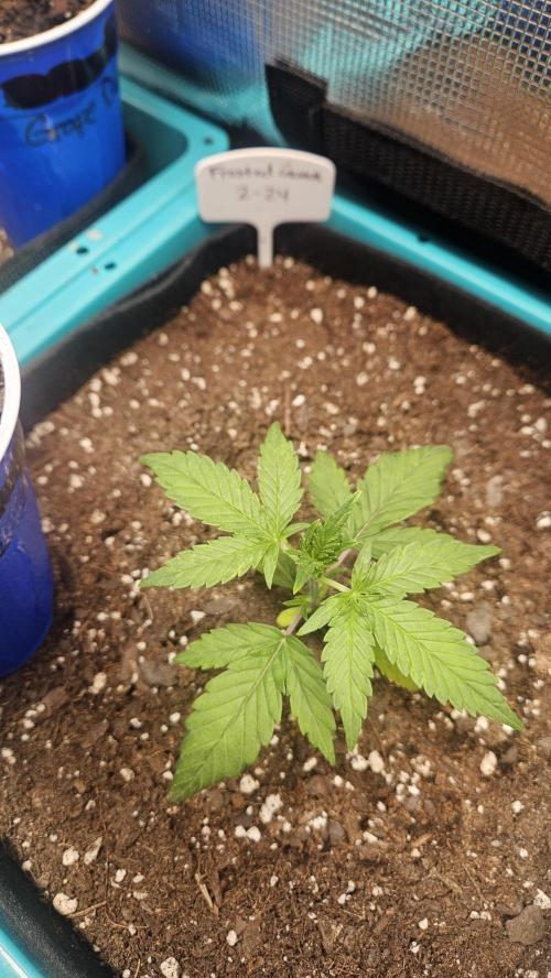 Air Cube Auto Run. Week 3