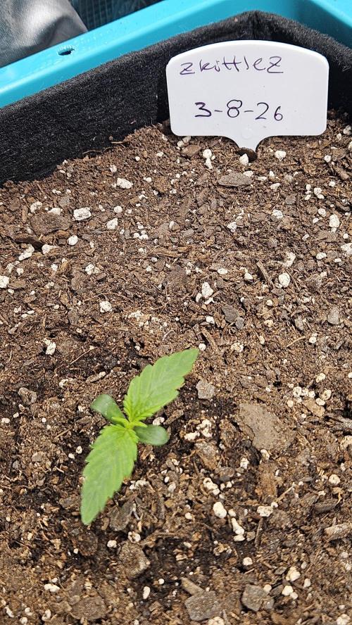 Air Cube Auto Run. Week 3