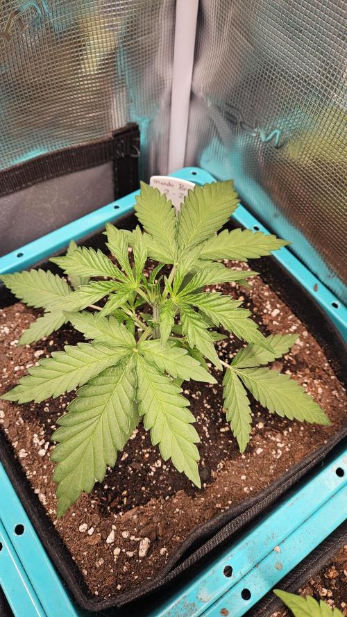 Air Cube Auto Run. Week 4