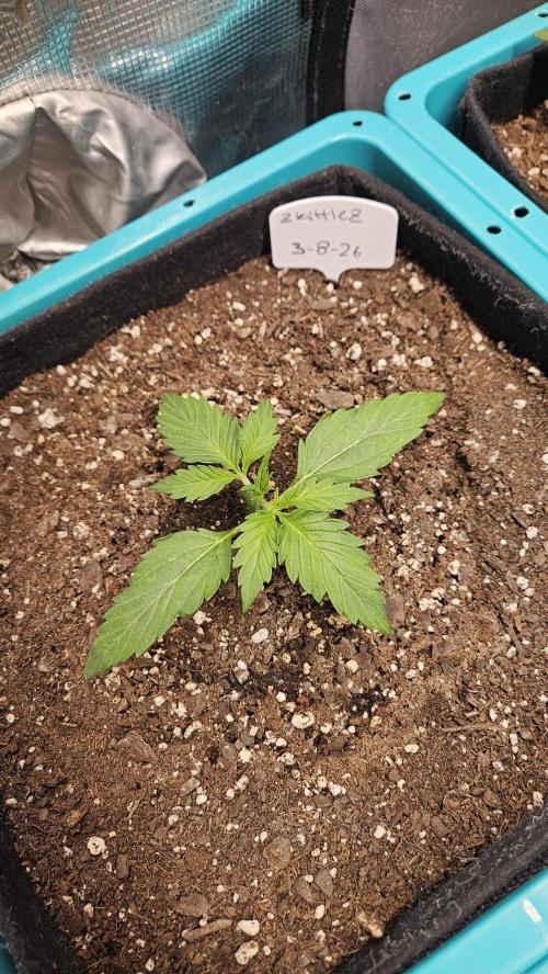 Air Cube Auto Run. Week 4