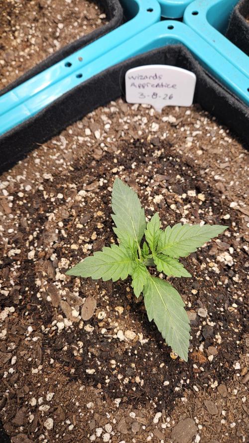 Air Cube Auto Run. Week 4