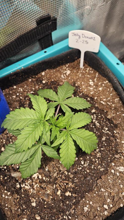 Air Cube Auto Run. Week 4