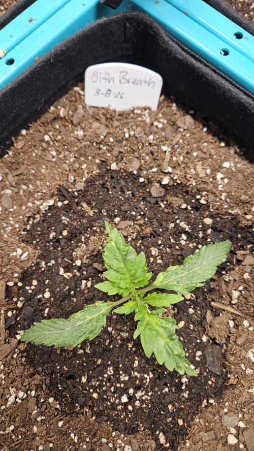 Air Cube Auto Run. Week 4