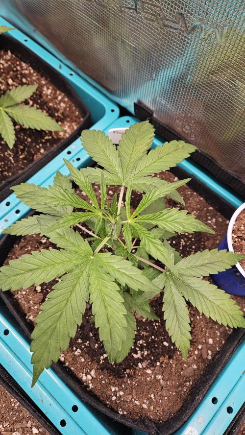 Air Cube Auto Run. Week 4
