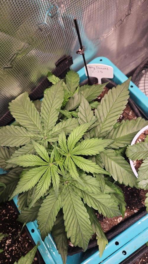 Air Cube Auto Run. Week 5