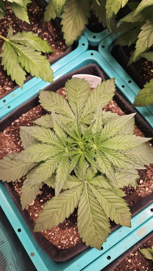 Air Cube Auto Run. Week 5