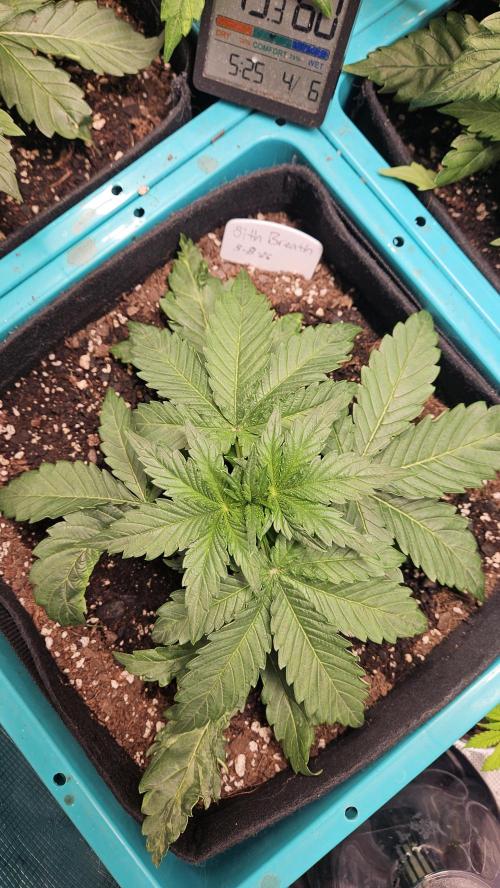 Air Cube Auto Run. Week 5