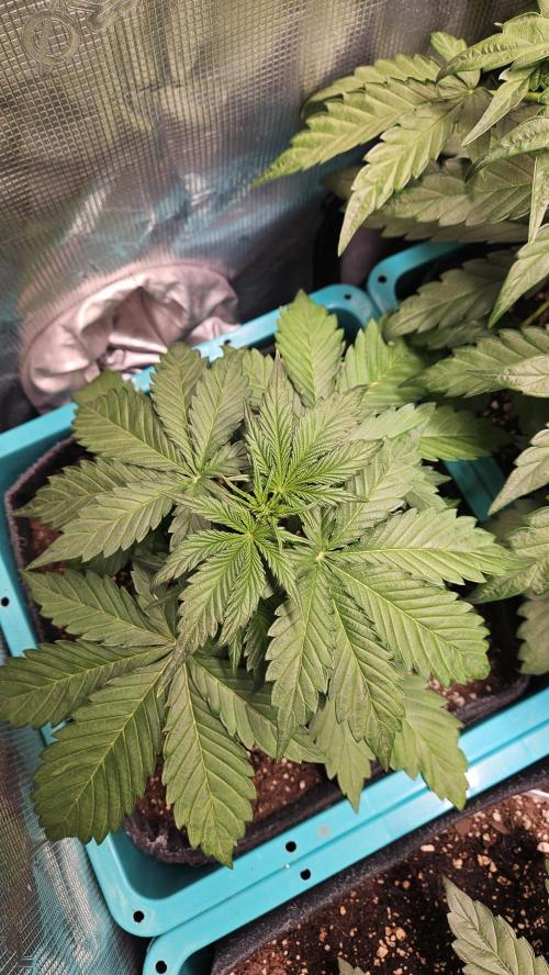 Air Cube Auto Run. Week 5