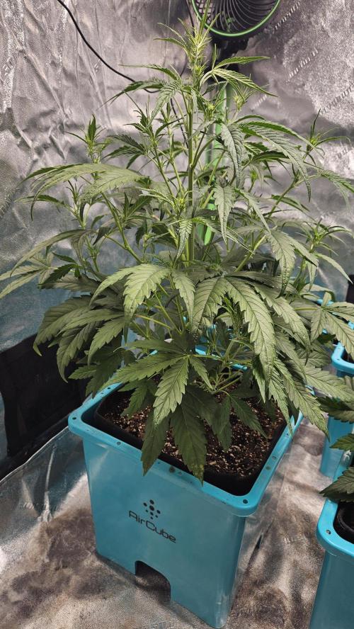 Air Cube Auto Run. Week 6