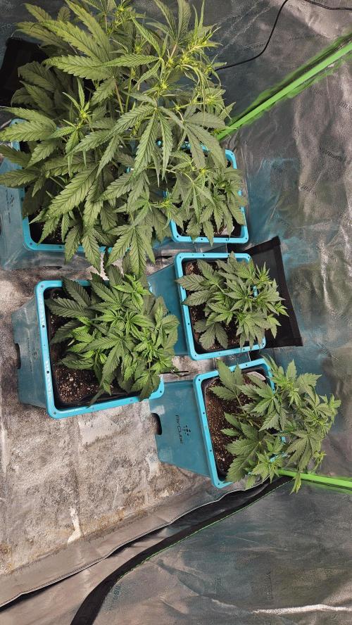 Air Cube Auto Run. Week 6