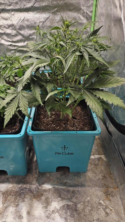Air Cube Auto Run. Week 6