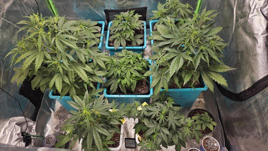 Air Cube Auto Run. Week 6