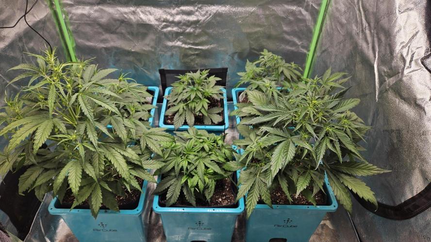 Air Cube Auto Run. Week 6