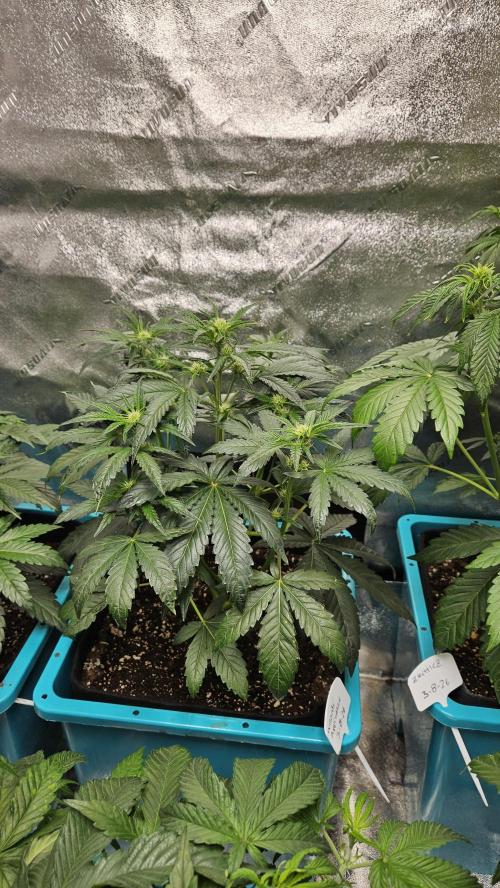 Air Cube Auto Run. Week 7