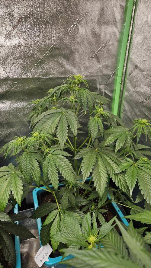 Air Cube Auto Run. Week 7