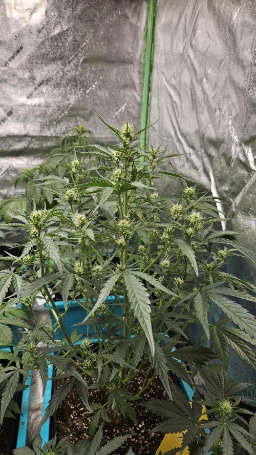 Air Cube Auto Run. Week 7
