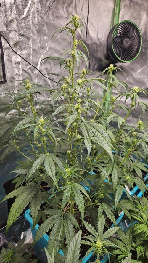 Air Cube Auto Run. Week 7