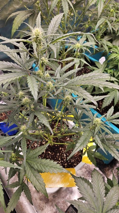 Air Cube Auto Run. Week 7