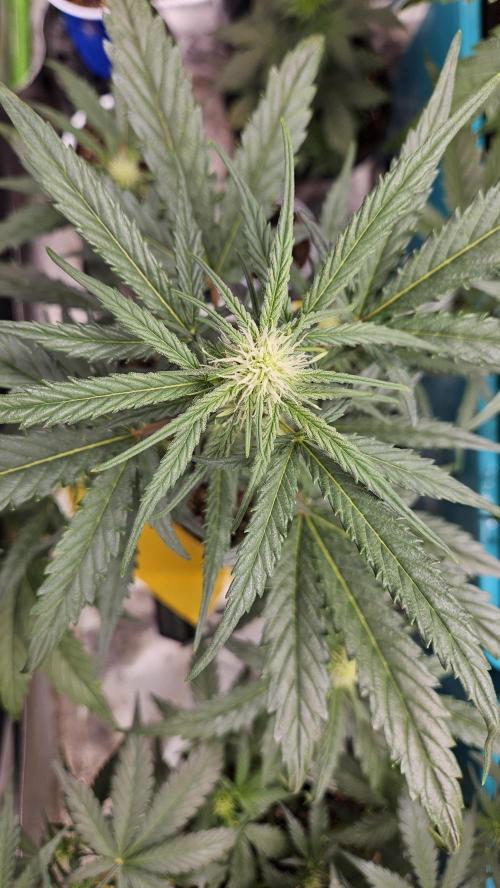 Air Cube Auto Run. Week 7