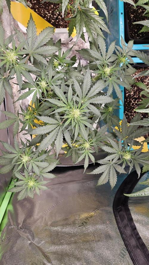 Air Cube Auto Run. Week 7