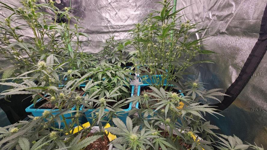Air Cube Auto Run. Week 7