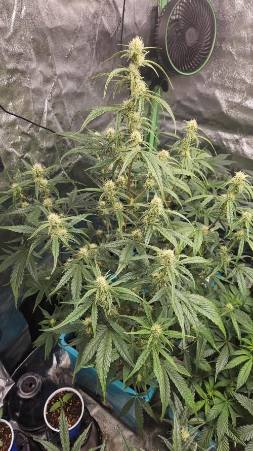Air Cube Auto Run. Week 8 - Frosted guava 