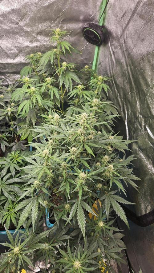 Air Cube Auto Run. Week 8 - Mendo breath