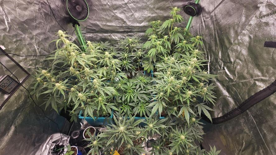 Air Cube Auto Run. Week 8