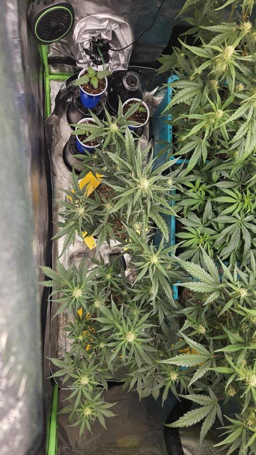 Air Cube Auto Run. Week 8 - Holy fire & space station gold (not part of the aircube grow)