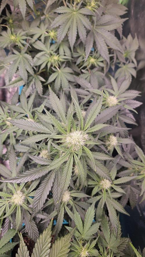 Air Cube Auto Run. Week 8 - Wizards apprentice 