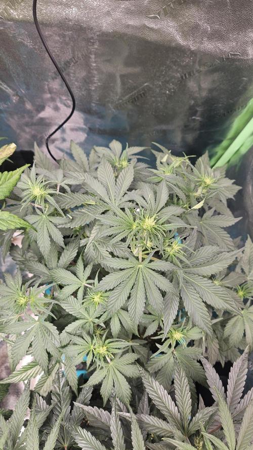 Air Cube Auto Run. Week 8 - Zkittlez
