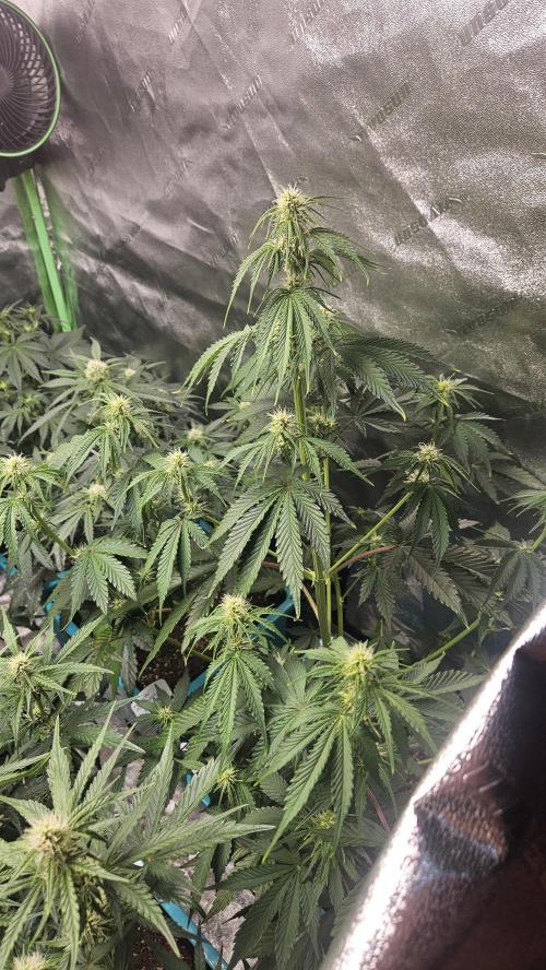 Air Cube Auto Run. Week 8 - Zkittlez 