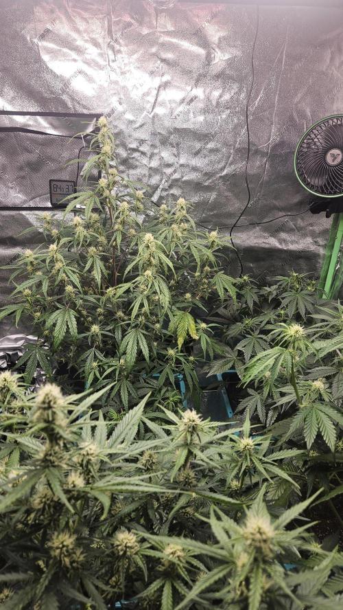 Air Cube Auto Run. Week 8