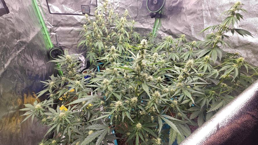 Air Cube Auto Run. Week 8