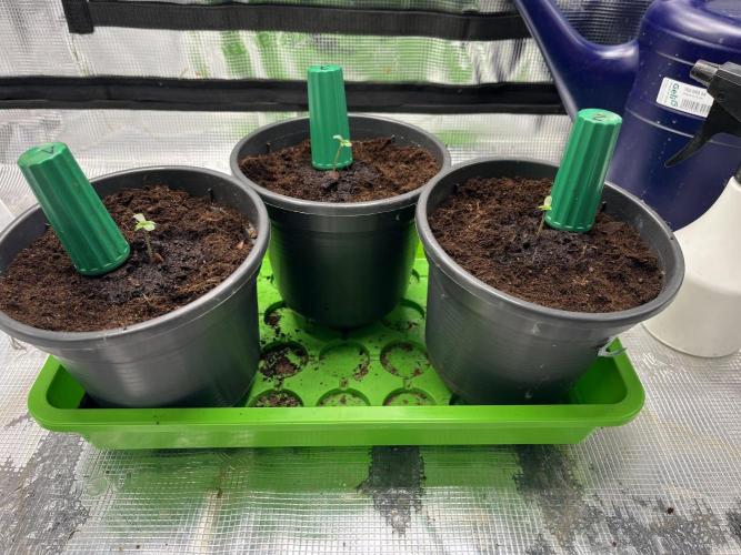 Laughing Buddha. Week 0