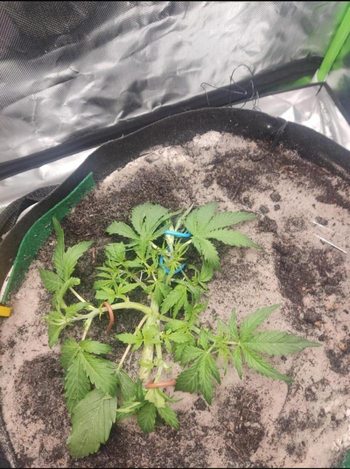 NOOB  1st AUTO LST GROW. Week 3