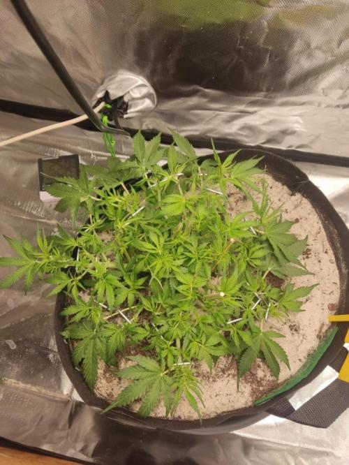NOOB  1st AUTO LST GROW. Week 6