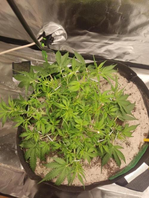 NOOB  1st AUTO LST GROW. Week 6