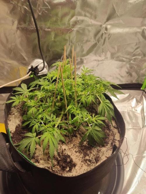 NOOB  1st AUTO LST GROW. Week 6