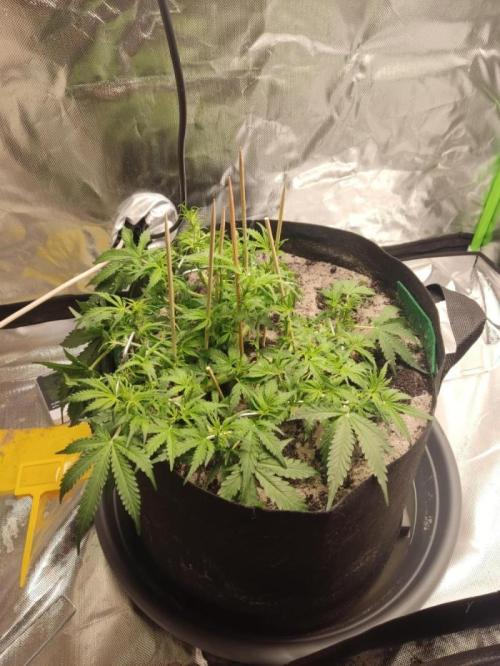 NOOB  1st AUTO LST GROW. Week 6