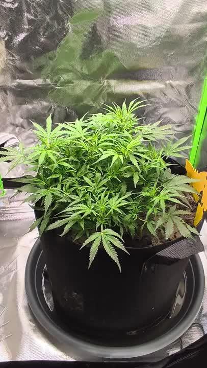 NOOB  1st AUTO LST GROW